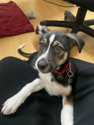 9 weeks 6lbs Collie Beagle Mix Spayed Expected Full Grown Size around 40lbs This puppy is joining