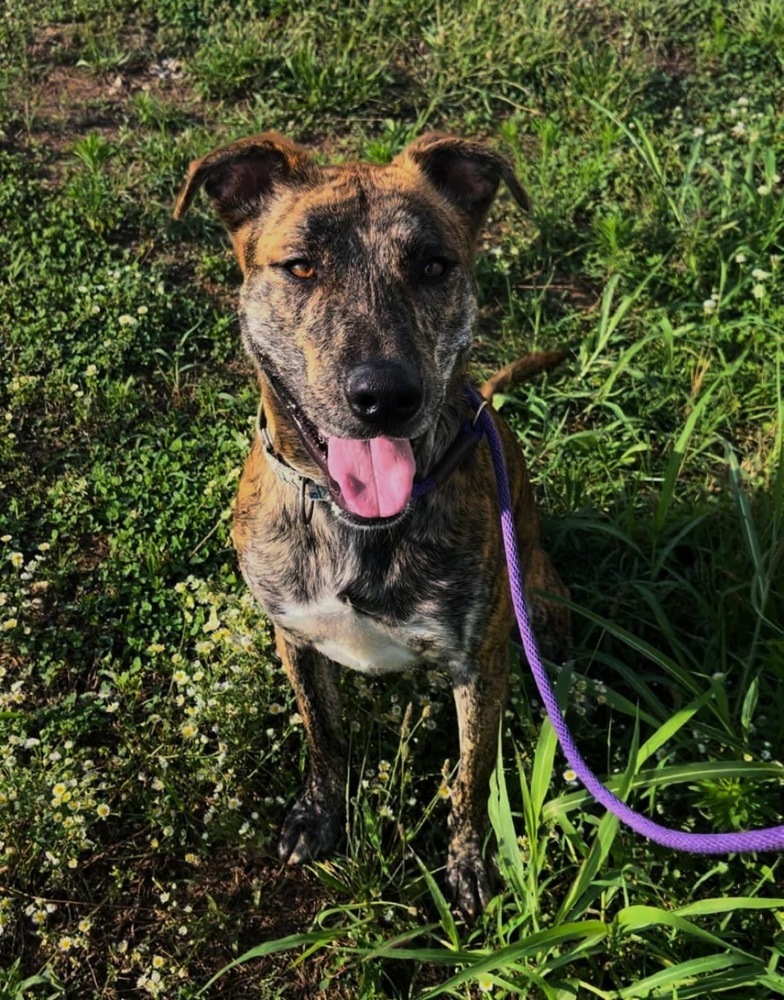 Reese, an adoptable Labrador Retriever, Whippet in Evansville, IN, 47715 | Photo Image 1