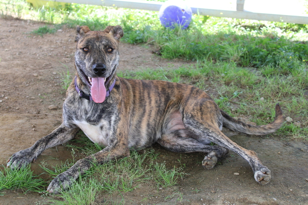 Reese, an adoptable Labrador Retriever, Whippet in Evansville, IN, 47715 | Photo Image 2