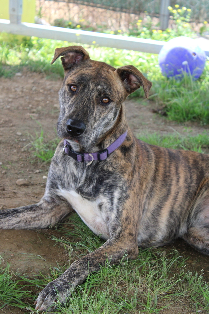 Reese, an adoptable Labrador Retriever, Whippet in Evansville, IN, 47715 | Photo Image 3