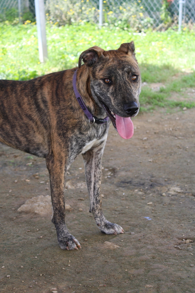 Reese, an adoptable Labrador Retriever, Whippet in Evansville, IN, 47715 | Photo Image 4