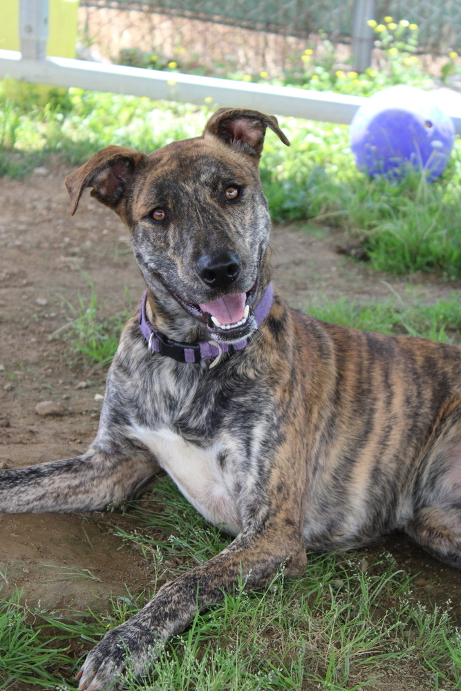 Reese, an adoptable Labrador Retriever, Whippet in Evansville, IN, 47715 | Photo Image 5