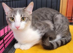 Dob 32823 Male-Luffy is a good boy Hes the type of cat to go with the flow If you want