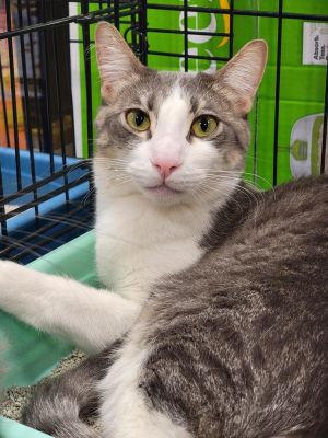 Dob 32823 Male-Luffy is a good boy Hes the type of cat to go with the flow If you want