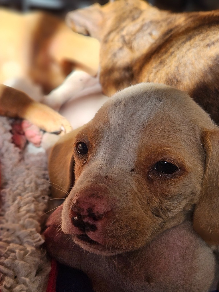 Cheddar/Jaxon