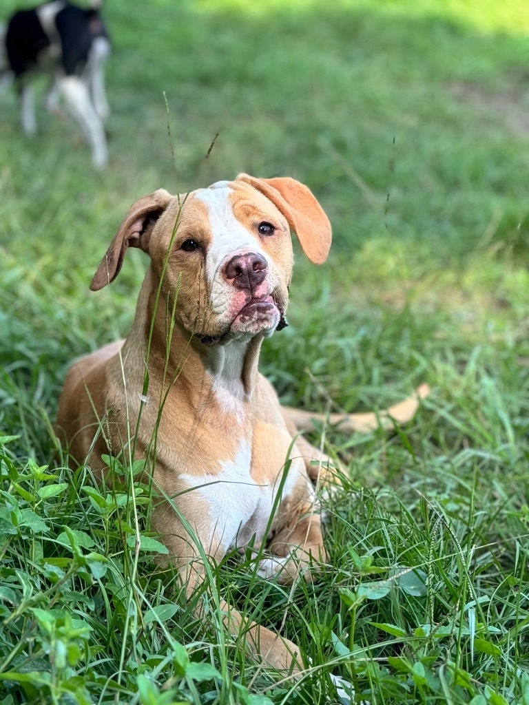 Cheddar/Jaxon