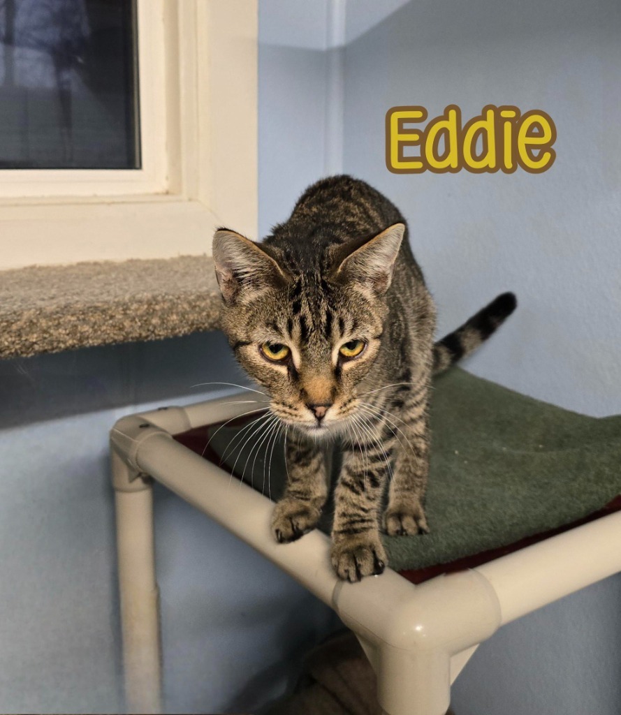 Eddie (Munster)