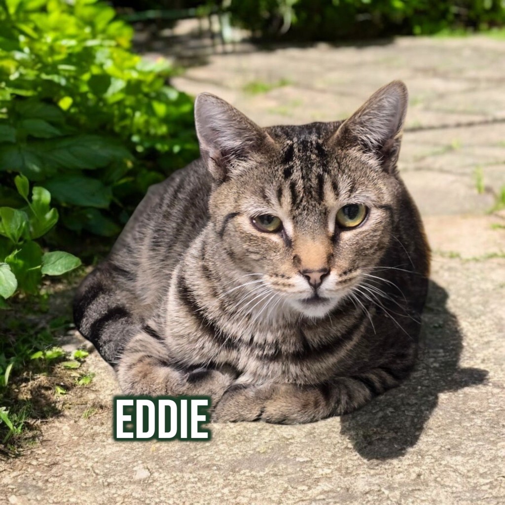 Eddie (Munster)