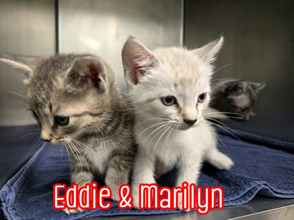 Eddie (Munster)