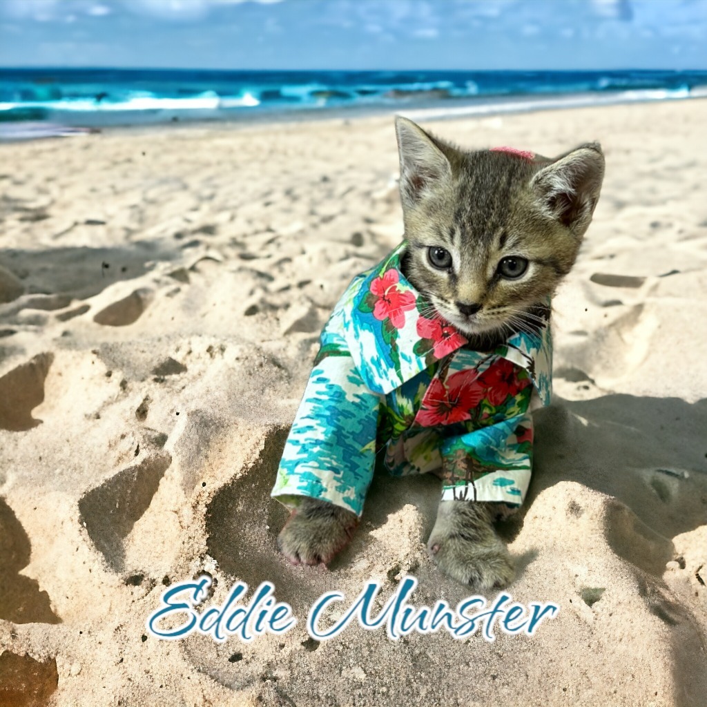 Eddie (Munster)