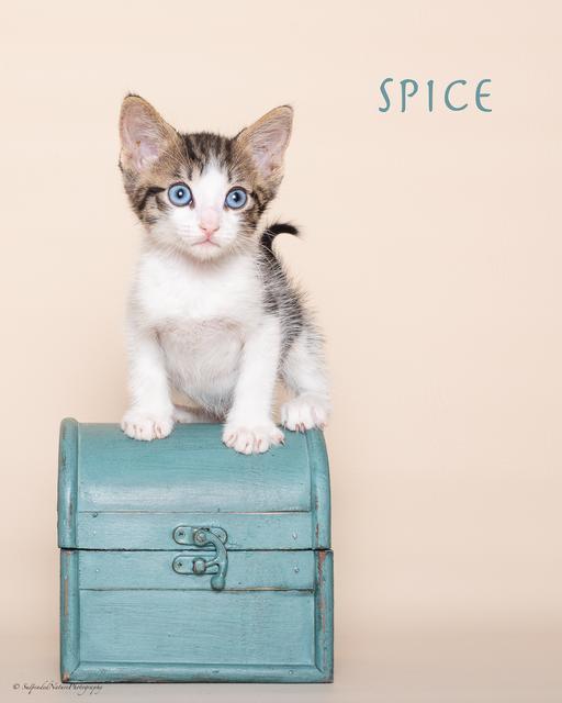 Spice