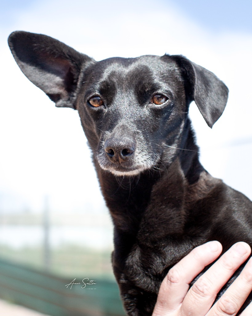 Pepper *, an adoptable Dachshund in Hot Springs, SD, 57747 | Photo Image 1