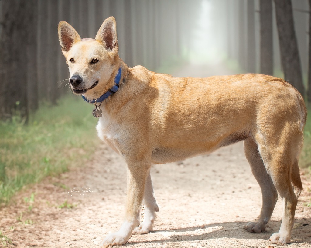 Bindi (Trutta), an adoptable Mixed Breed in Hot Springs, SD, 57747 | Photo Image 1