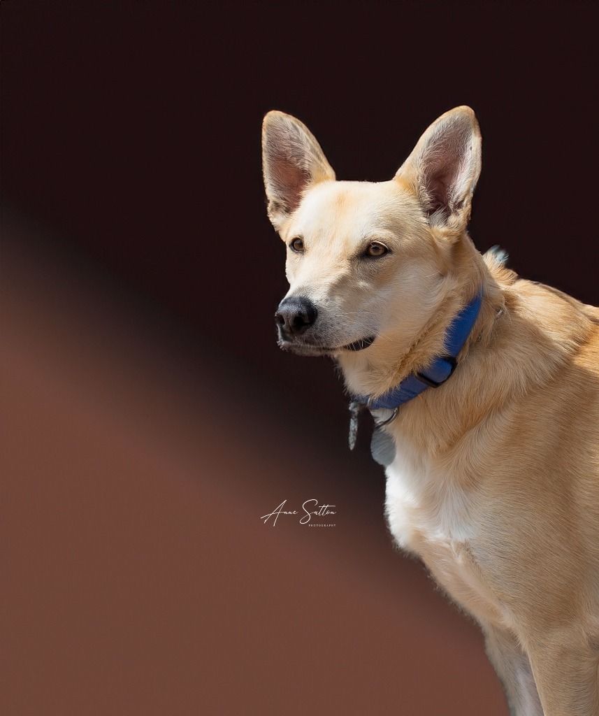 Bindi (Trutta), an adoptable Mixed Breed in Hot Springs, SD, 57747 | Photo Image 2