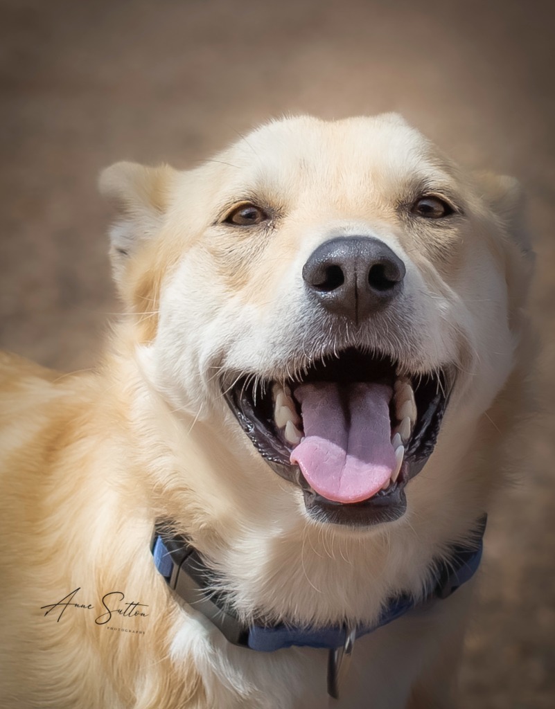 Bindi (Trutta), an adoptable Mixed Breed in Hot Springs, SD, 57747 | Photo Image 3