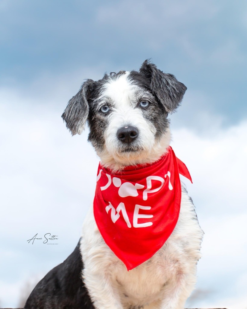 Lagertha, an adoptable Mixed Breed in Hot Springs, SD, 57747 | Photo Image 1