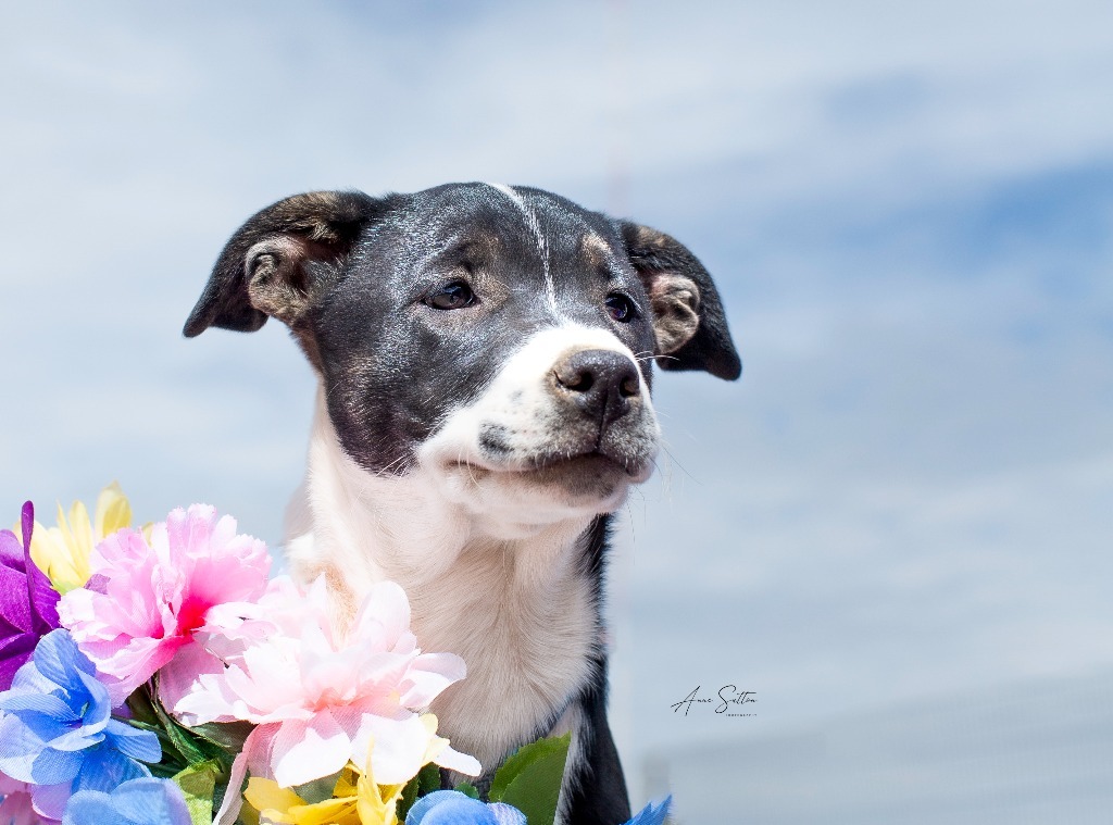 Belle, an adoptable Mixed Breed in Hot Springs, SD, 57747 | Photo Image 1