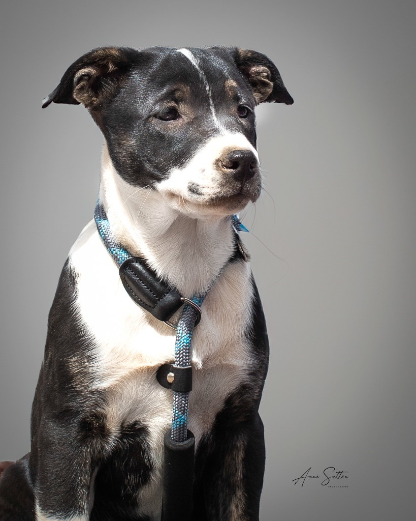 Belle, an adoptable Mixed Breed in Hot Springs, SD, 57747 | Photo Image 2