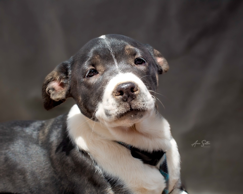 Belle, an adoptable Mixed Breed in Hot Springs, SD, 57747 | Photo Image 3