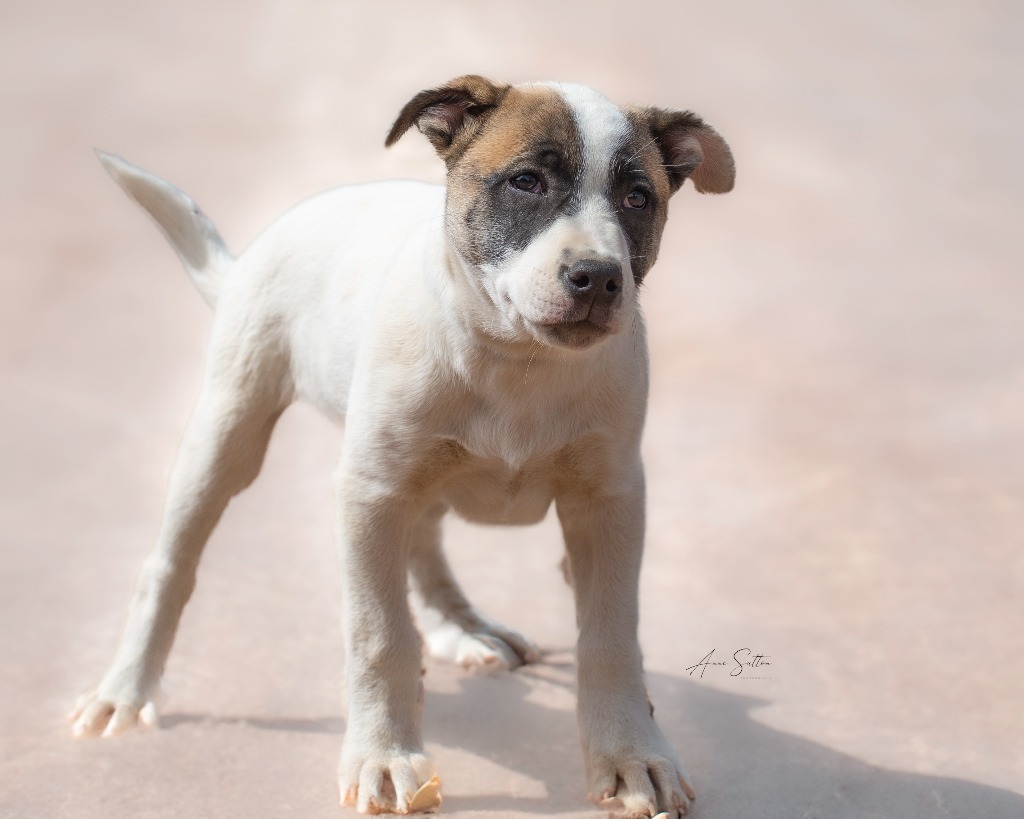 Ruckus, an adoptable Mixed Breed in Hot Springs, SD, 57747 | Photo Image 1