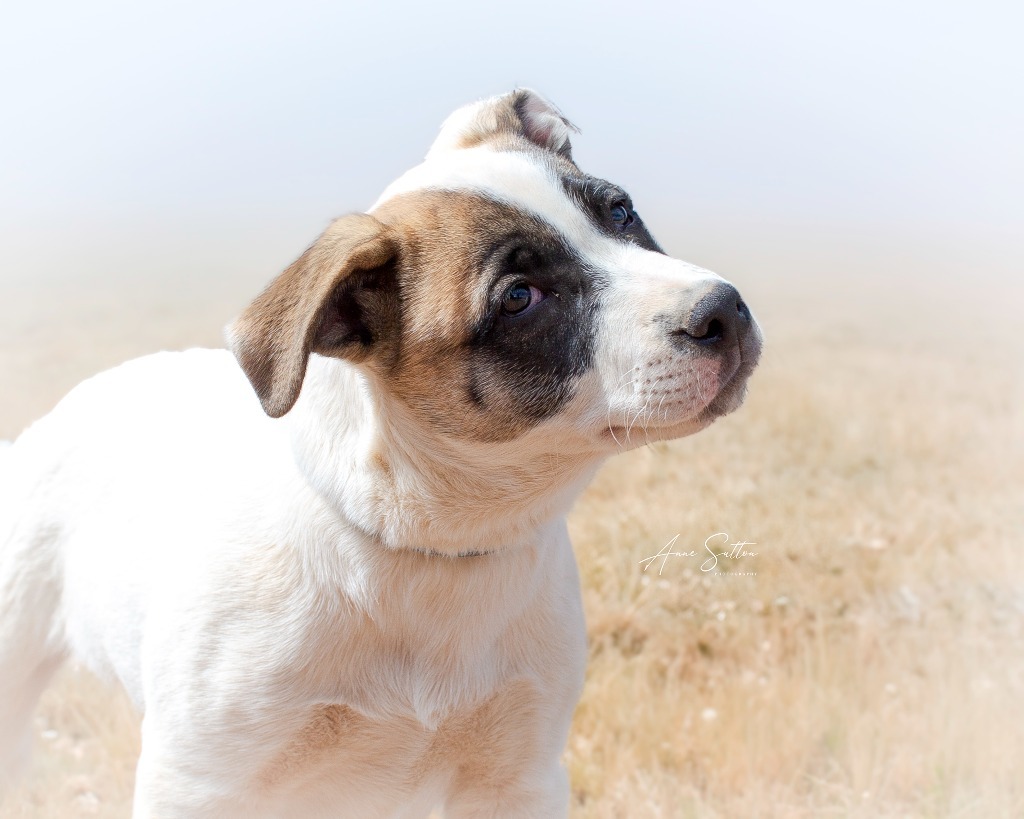 Ruckus, an adoptable Mixed Breed in Hot Springs, SD, 57747 | Photo Image 3