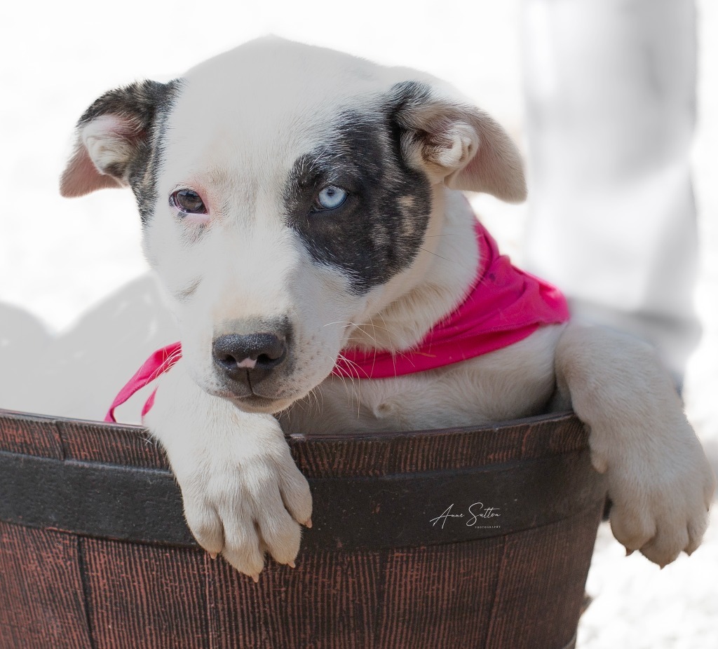 Blossom, an adoptable Mixed Breed in Hot Springs, SD, 57747 | Photo Image 1