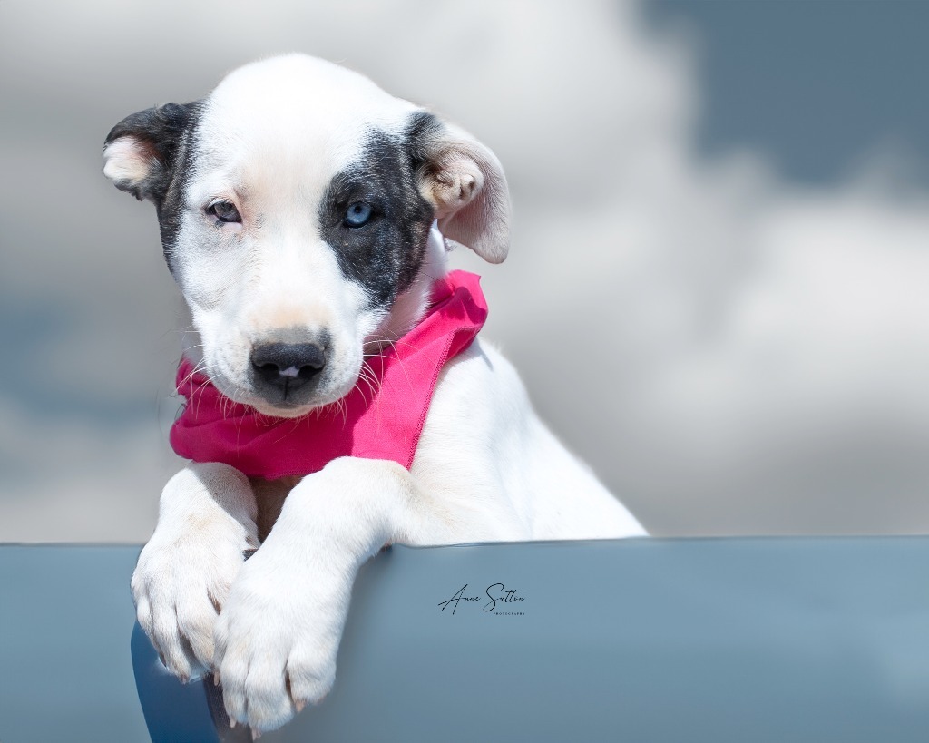 Blossom, an adoptable Mixed Breed in Hot Springs, SD, 57747 | Photo Image 2