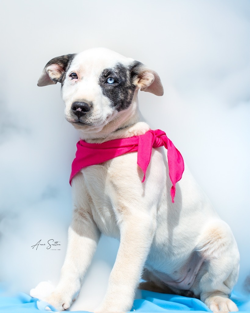 Blossom, an adoptable Mixed Breed in Hot Springs, SD, 57747 | Photo Image 3