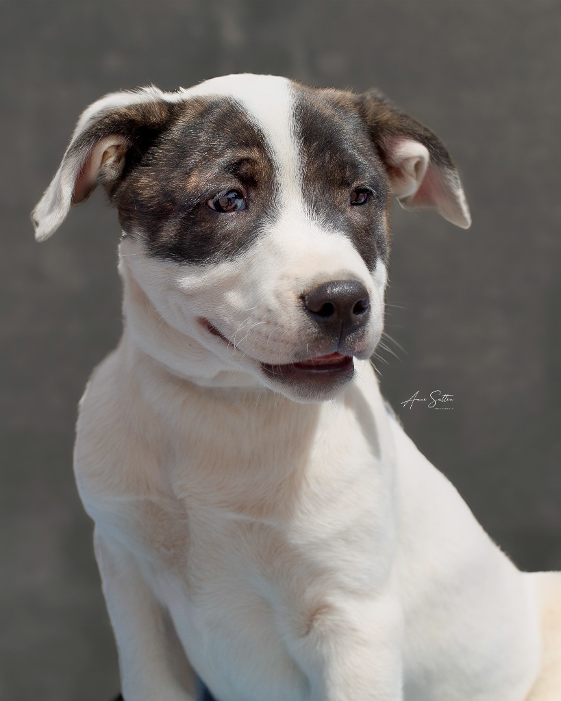 Poppy, an adoptable Mixed Breed in Hot Springs, SD, 57747 | Photo Image 1