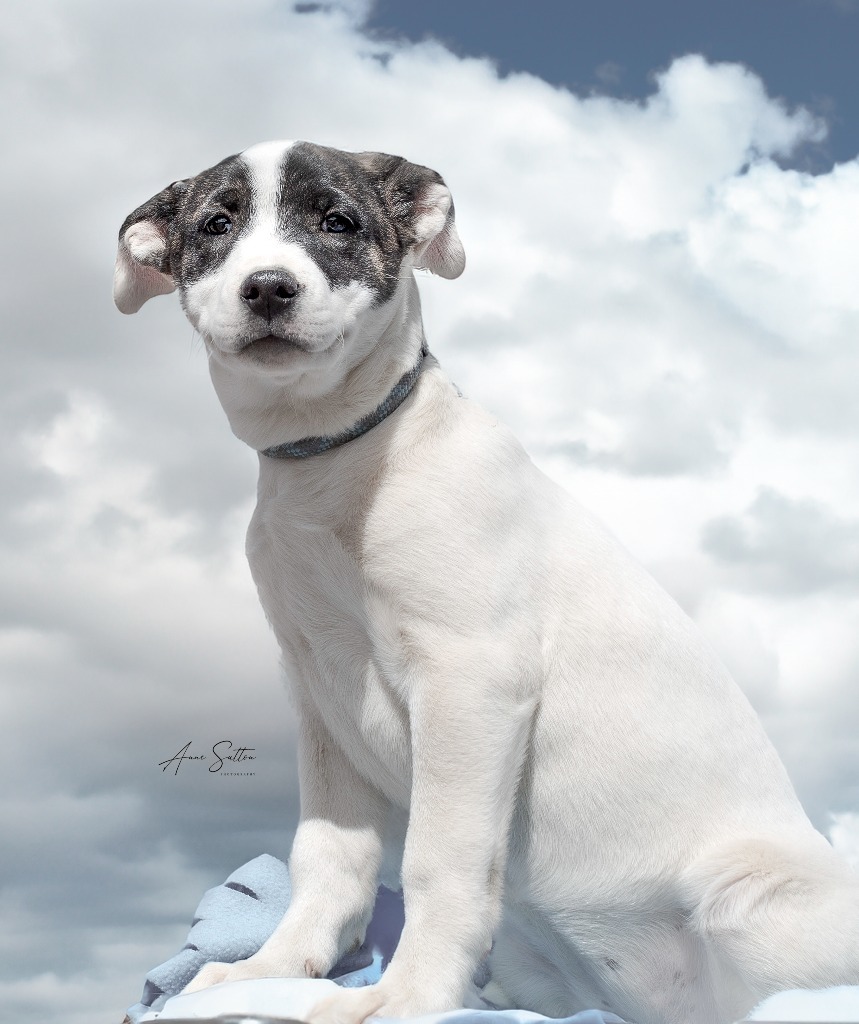 Poppy, an adoptable Mixed Breed in Hot Springs, SD, 57747 | Photo Image 2