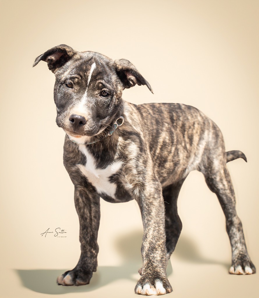 Clover, an adoptable Mixed Breed in Hot Springs, SD, 57747 | Photo Image 1
