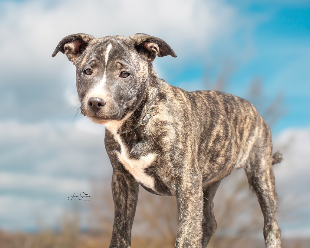 Clover, an adoptable Mixed Breed in Hot Springs, SD, 57747 | Photo Image 2