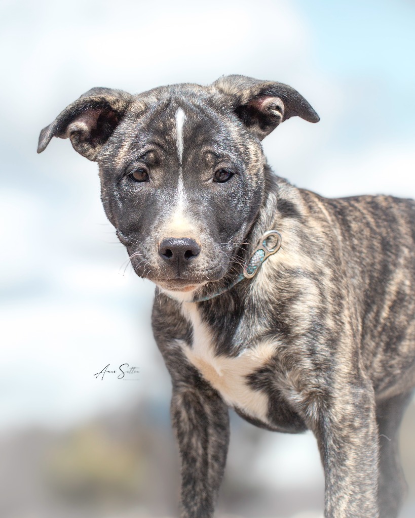 Clover, an adoptable Mixed Breed in Hot Springs, SD, 57747 | Photo Image 3
