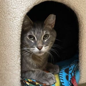 BABY BOY #1, Adult Male Domestic Short Hair