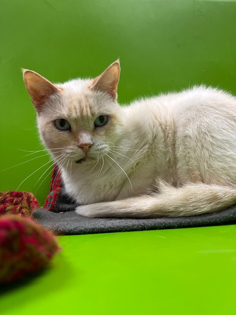 Harper, an adoptable Domestic Short Hair in Corpus Christi, TX, 78414 | Photo Image 1