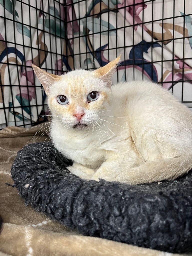 Harper, an adoptable Domestic Short Hair in Corpus Christi, TX, 78414 | Photo Image 2