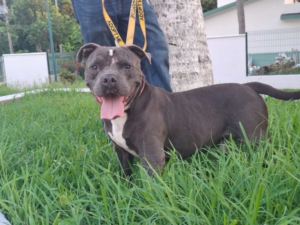 Zeus, an adoptable Pit Bull Terrier in San Juan de Abajo, NAY, 63732 | Photo Image 1