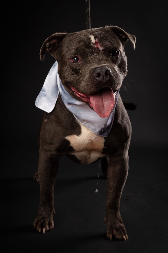 Zeus, an adoptable Pit Bull Terrier in San Juan de Abajo, NAY, 63732 | Photo Image 2