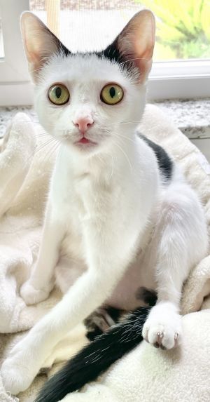 Domino mostly white and Scrabble mostly black are 10-month-old Devon Rex mix bonded sisters wh