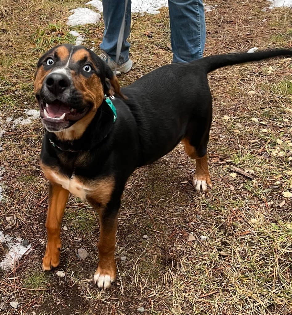 Henry, an adoptable Greater Swiss Mountain Dog, Rottweiler in Thompson Falls, MT, 59873 | Photo Image 2