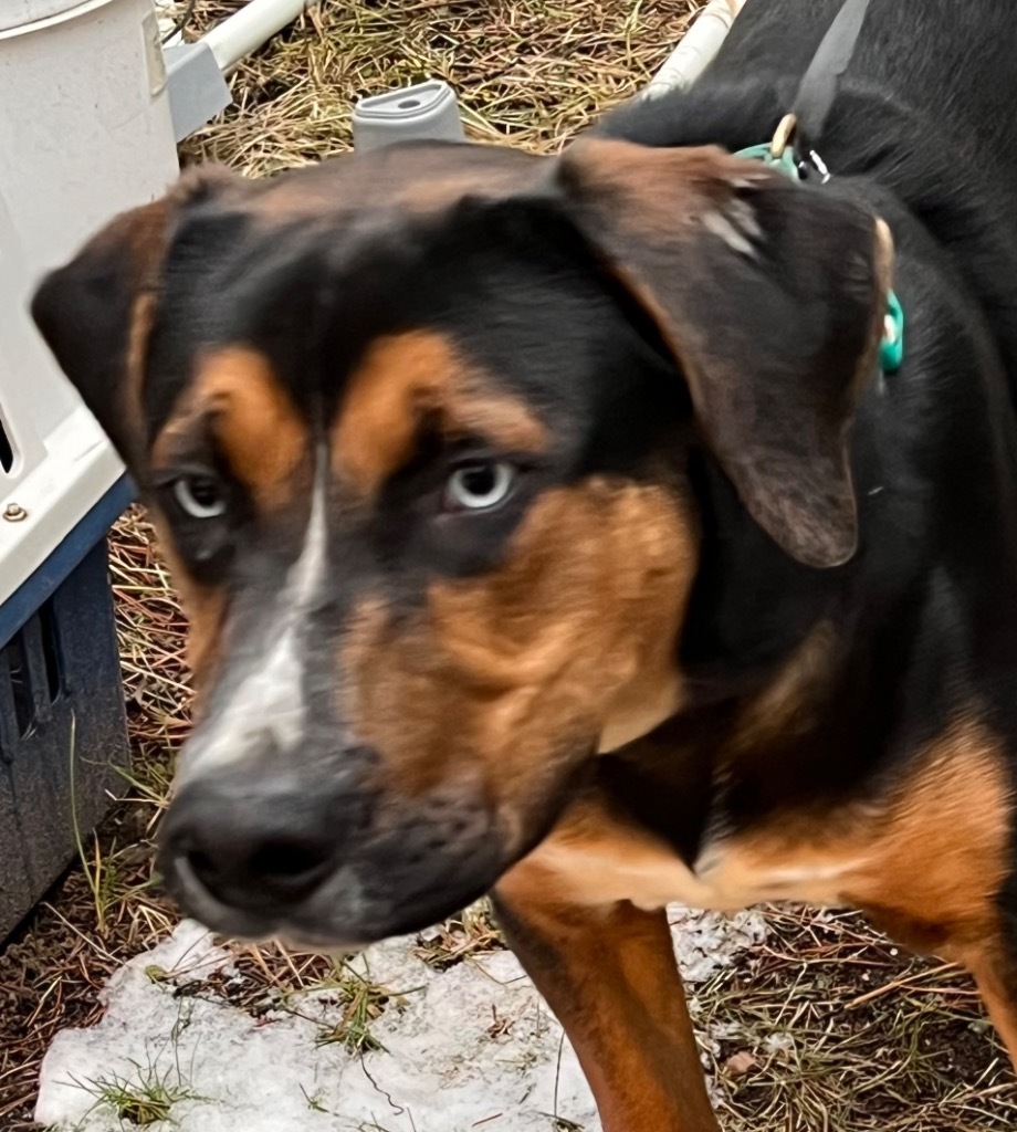 Henry, an adoptable Greater Swiss Mountain Dog, Rottweiler in Thompson Falls, MT, 59873 | Photo Image 3