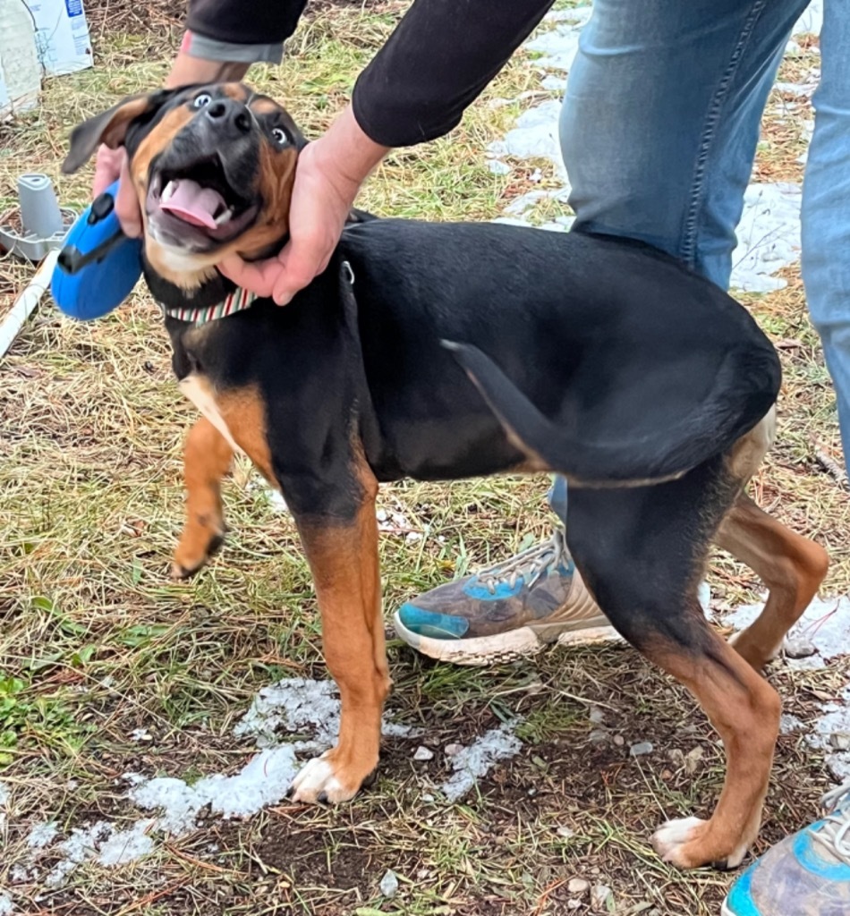 Henry, an adoptable Greater Swiss Mountain Dog, Rottweiler in Thompson Falls, MT, 59873 | Photo Image 4