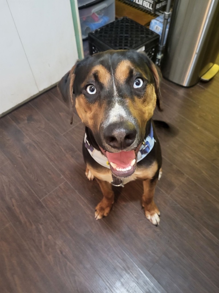 Henry, an adoptable Greater Swiss Mountain Dog, Rottweiler in Thompson Falls, MT, 59873 | Photo Image 5