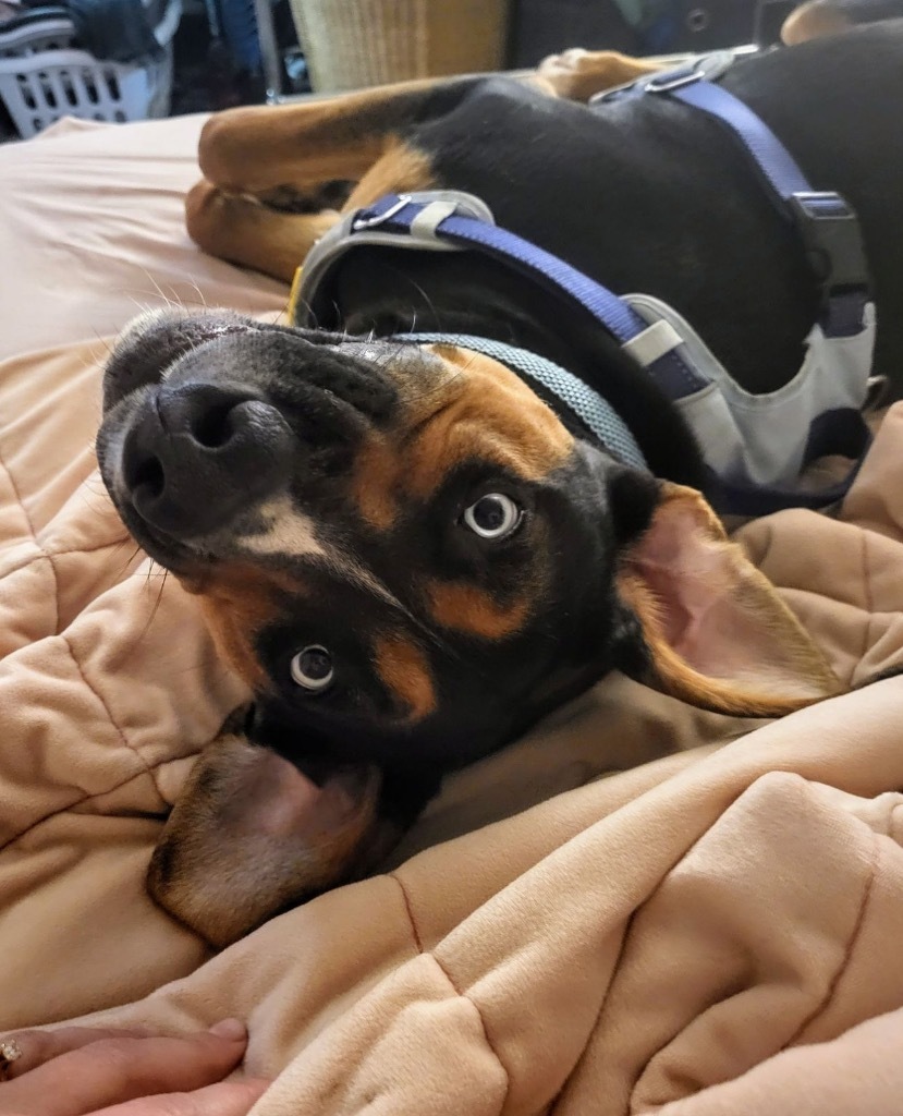 Henry, an adoptable Greater Swiss Mountain Dog, Rottweiler in Thompson Falls, MT, 59873 | Photo Image 6