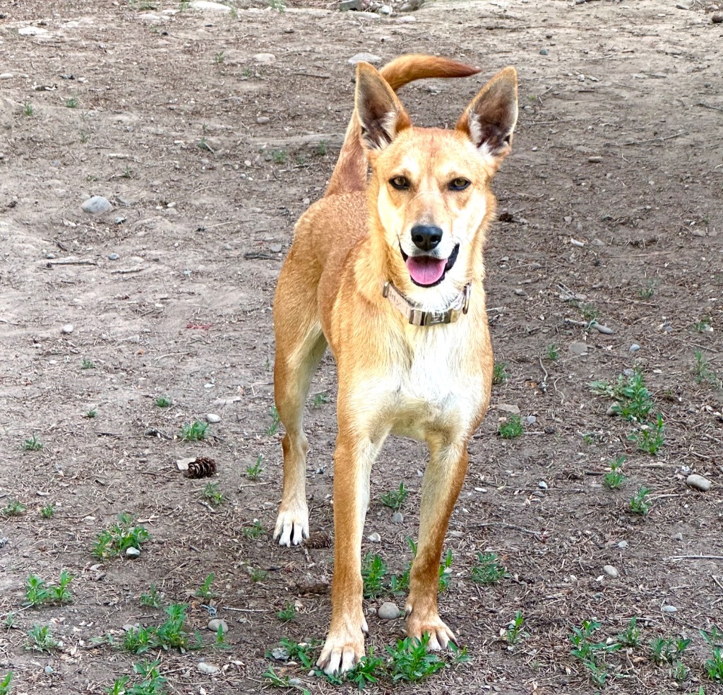 Bubbles, an adoptable Shiba Inu, Canaan Dog in Thompson Falls, MT, 59873 | Photo Image 1