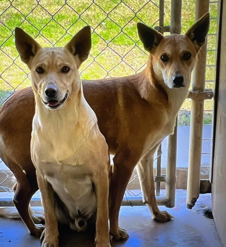 Bubbles, an adoptable Shiba Inu, Canaan Dog in Thompson Falls, MT, 59873 | Photo Image 2