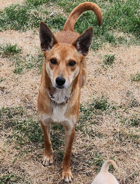 Bubbles, an adoptable Shiba Inu, Canaan Dog in Thompson Falls, MT, 59873 | Photo Image 3