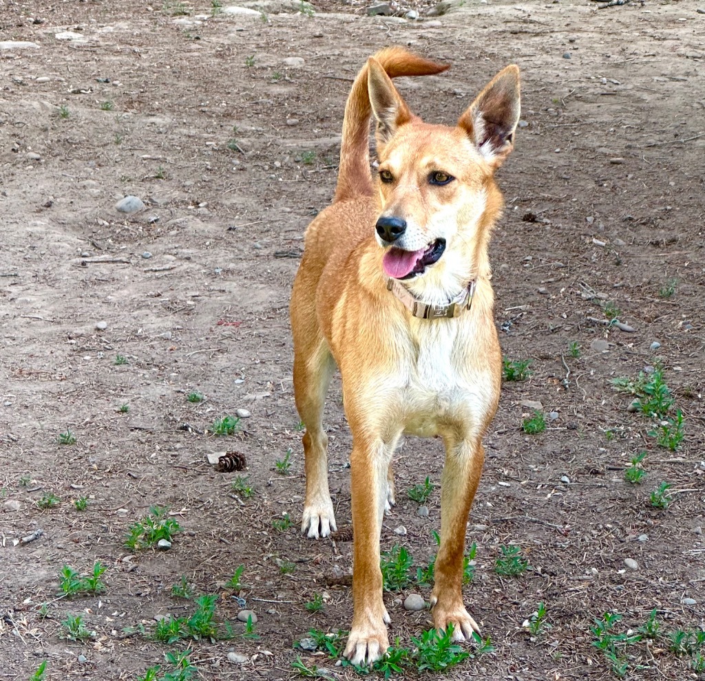 Bubbles, an adoptable Shiba Inu, Canaan Dog in Thompson Falls, MT, 59873 | Photo Image 4