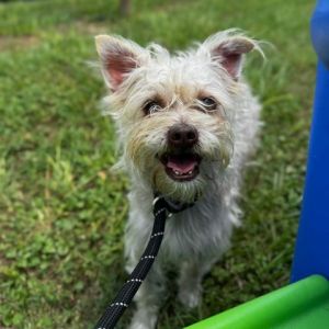 Meet Rufus a charming 1 year and 8-month-old Shih Tzu  Yorkie mix who weighs 13 pounds Rufus has 