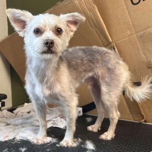 Meet Rufus a charming 1 year and 11-month-old Shih Tzu  Yorkie mix who weighs 148 pounds Rufus h